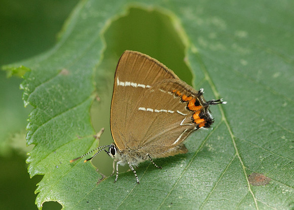 White-letter Hairstreak Satyrium w-album
