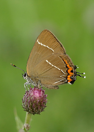 White-letter Hairstreak Satyrium w-album