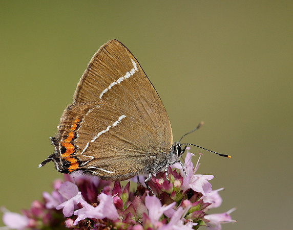 White-letter Hairstreak Satyrium w-album