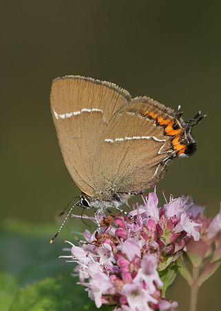 White-letter Hairstreak Satyrium w-album