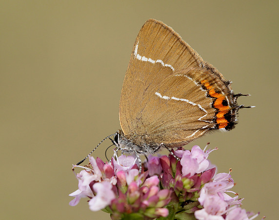 White-letter Hairstreak Satyrium w-album