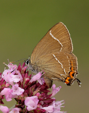 White-letter Hairstreak Satyrium w-album