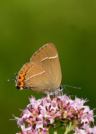 White-letter Hairstreak Satyrium w-album