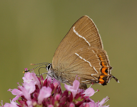 White-letter Hairstreak Satyrium w-album