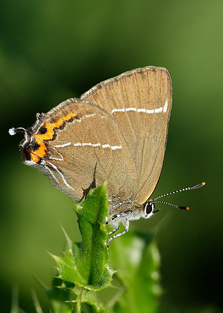 White-letter Hairstreak Satyrium w-album