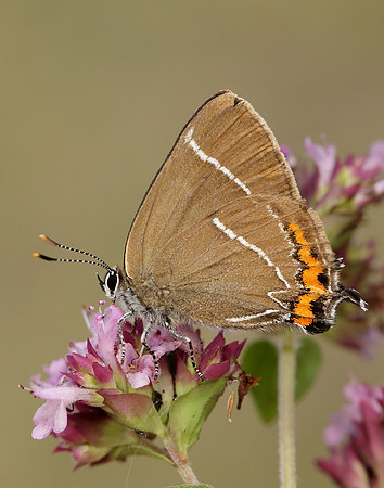 White-letter Hairstreak Satyrium w-album