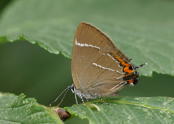 White-letter Hairstreak Satyrium w-album