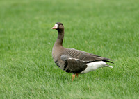 White-fronted Goose Anser albifrons