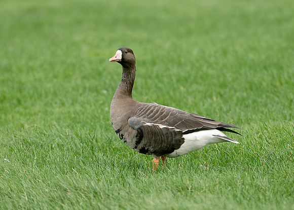 White-fronted Goose Anser albifrons