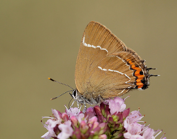 White-letter Hairstreak Satyrium w-album