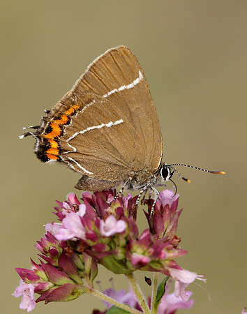 White-letter Hairstreak Satyrium w-album