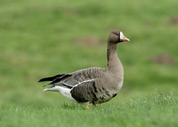 White-fronted Goose Anser albifrons