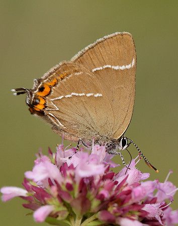 White-letter Hairstreak Satyrium w-album
