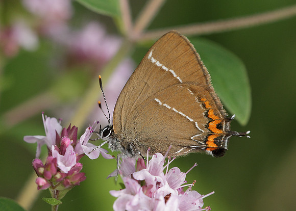 White-letter Hairstreak Satyrium w-album