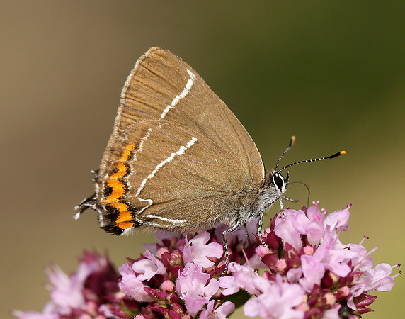 White-letter Hairstreak Satyrium w-album