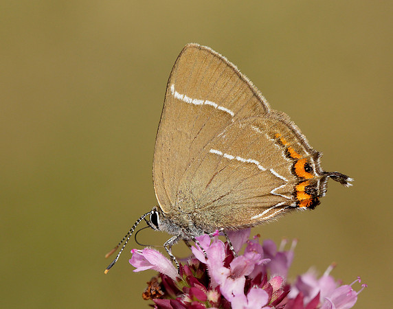 White-letter Hairstreak Satyrium w-album