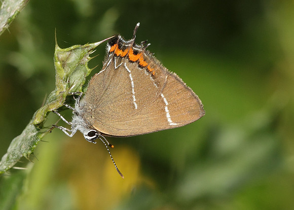 White-letter Hairstreak Satyrium w-album