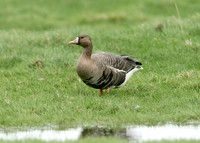 White-fronted Goose Anser albifrons