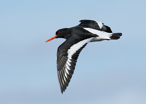 Oystercatcher Haematopus ostralegus
