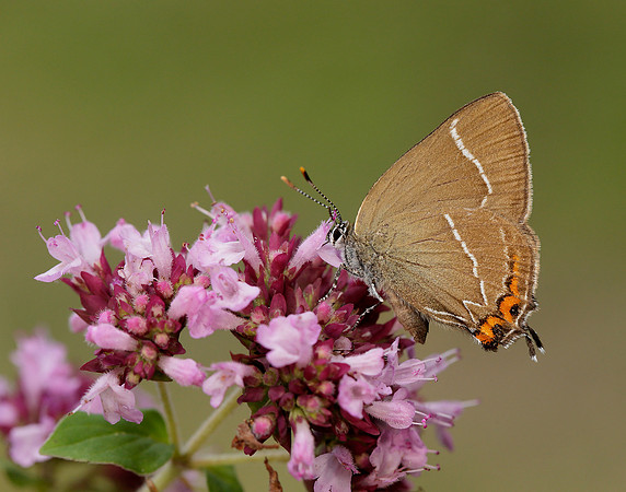 White-letter Hairstreak Satyrium w-album