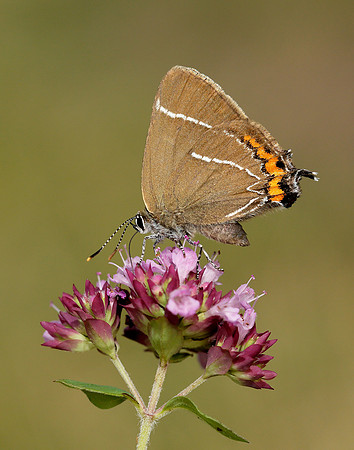 White-letter Hairstreak Satyrium w-album