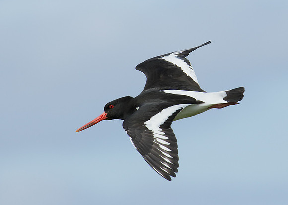 Oystercatcher Haematopus ostralegus