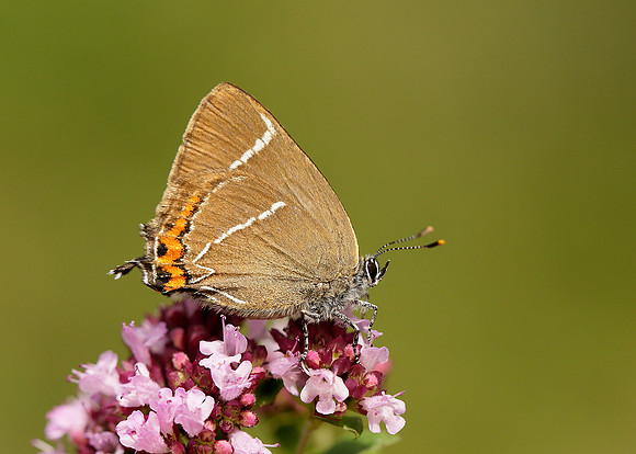 White-letter Hairstreak Satyrium w-album
