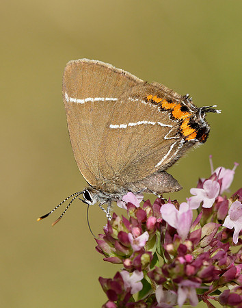 White-letter Hairstreak Satyrium w-album