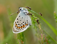 Silver-studded Blue Plebejus argus