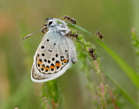 Silver-studded Blue Plebejus argus