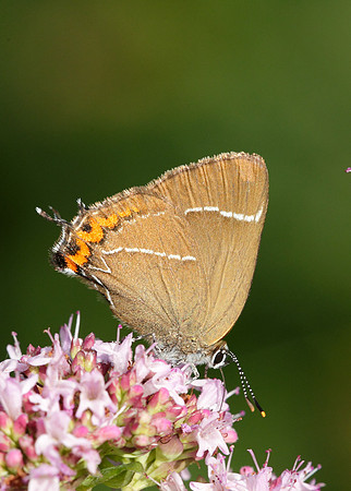 White-letter Hairstreak Satyrium w-album