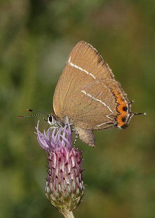 White-letter Hairstreak Satyrium w-album