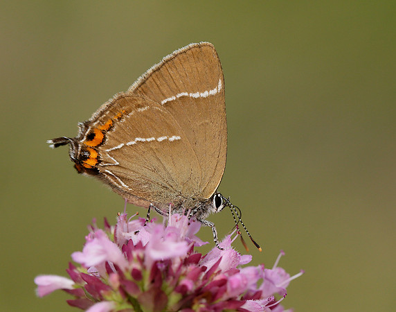 White-letter Hairstreak Satyrium w-album