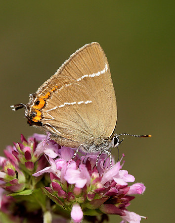 White-letter Hairstreak Satyrium w-album