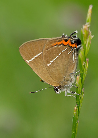 White-letter Hairstreak Satyrium w-album
