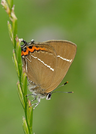 White-letter Hairstreak Satyrium w-album
