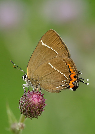 White-letter Hairstreak Satyrium w-album
