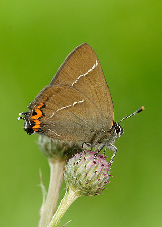 White-letter Hairstreak Satyrium w-album