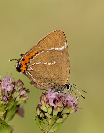 White-letter Hairstreak Satyrium w-album
