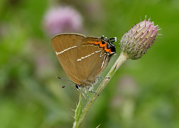 White-letter Hairstreak Satyrium w-album