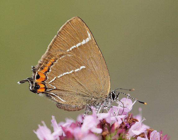 White-letter Hairstreak Satyrium w-album