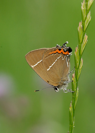 White-letter Hairstreak Satyrium w-album