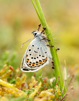 Silver-studded Blue Plebejus argus