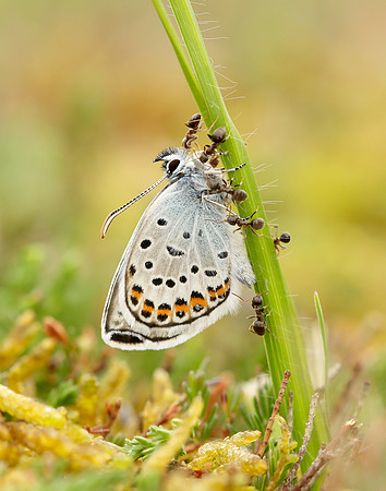 Silver-studded Blue Plebejus argus