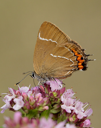 White-letter Hairstreak Satyrium w-album