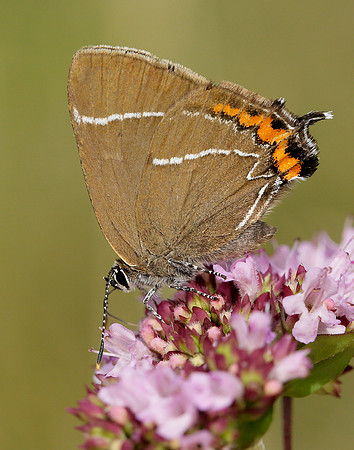 White-letter Hairstreak Satyrium w-album