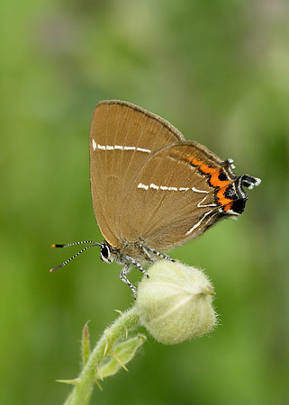 White-letter Hairstreak Satyrium w-album