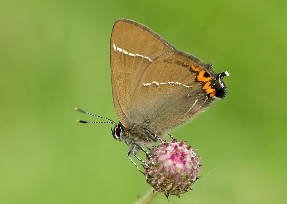 White-letter Hairstreak Satyrium w-album