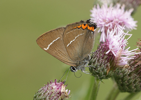 White-letter Hairstreak Satyrium w-album
