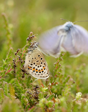 Silver-studded Blue Plebejus argus